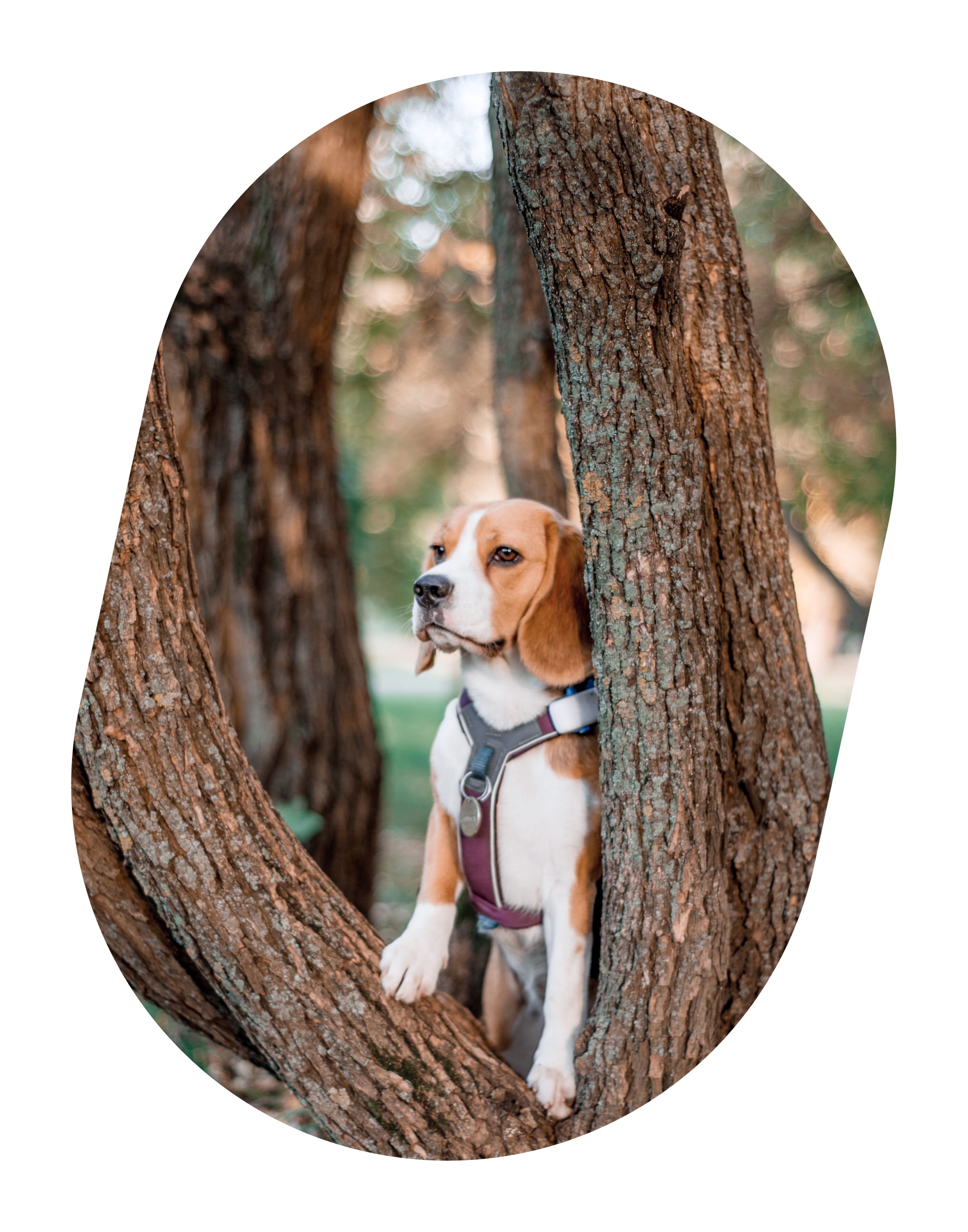 Dog on tree