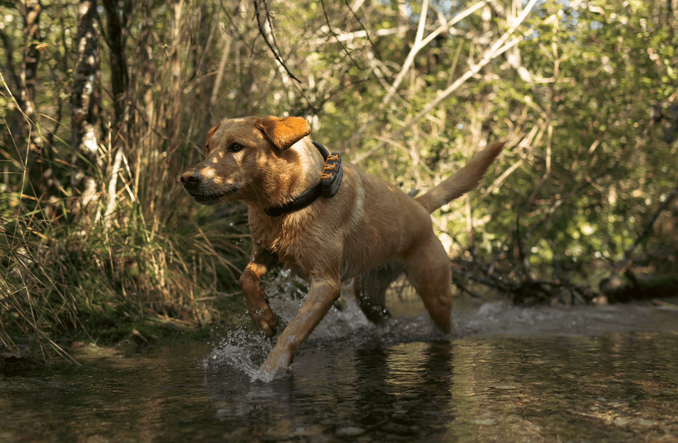 Dog running in a river