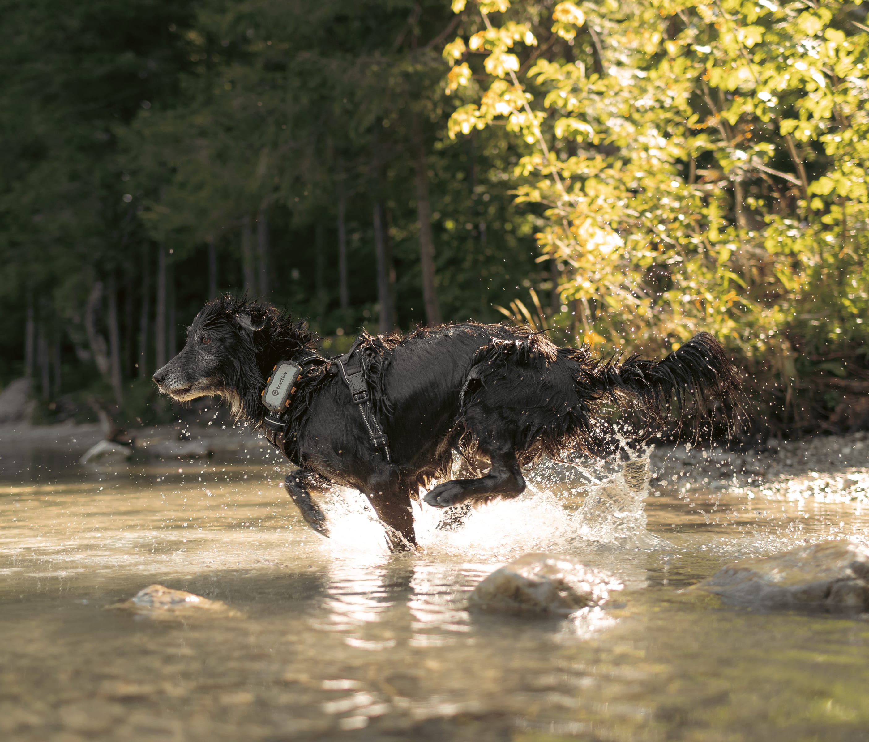 Dog running in water with Tractive GPS Tracker