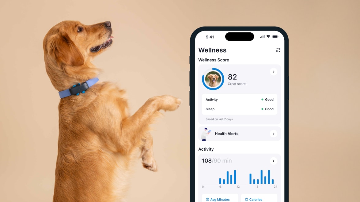 Activity monitoring with new Tractive GPS DOG 4 on smartphone