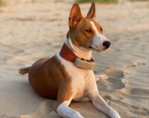 A Basenji Dog with Tractive GPS Dog Tracker