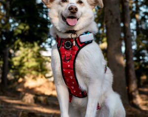 A Dog with the Tractive GPS Dog Tracker