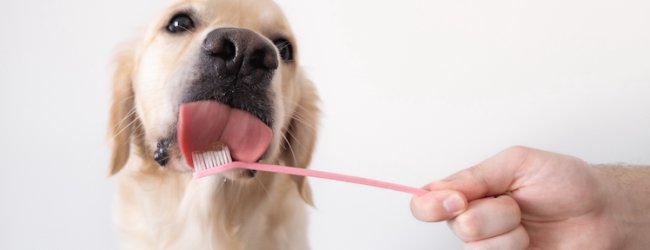 A dog licks a toothbrush