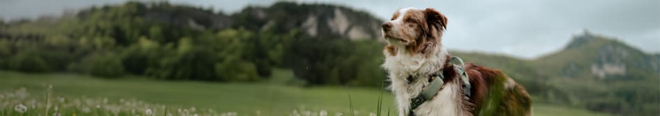 Woman and dog sitting next to each other