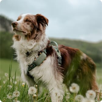 Dog with GPS tracker and preview of Tractive GPS App