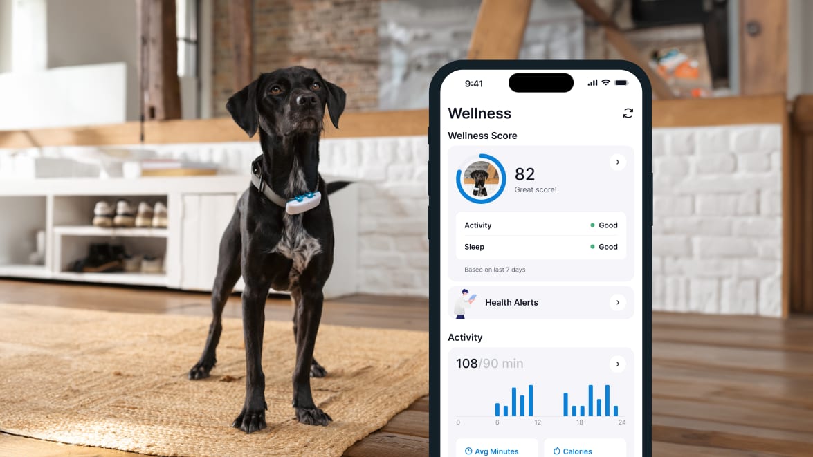 Activity monitoring with new Tractive GPS DOG 4 on smartphone