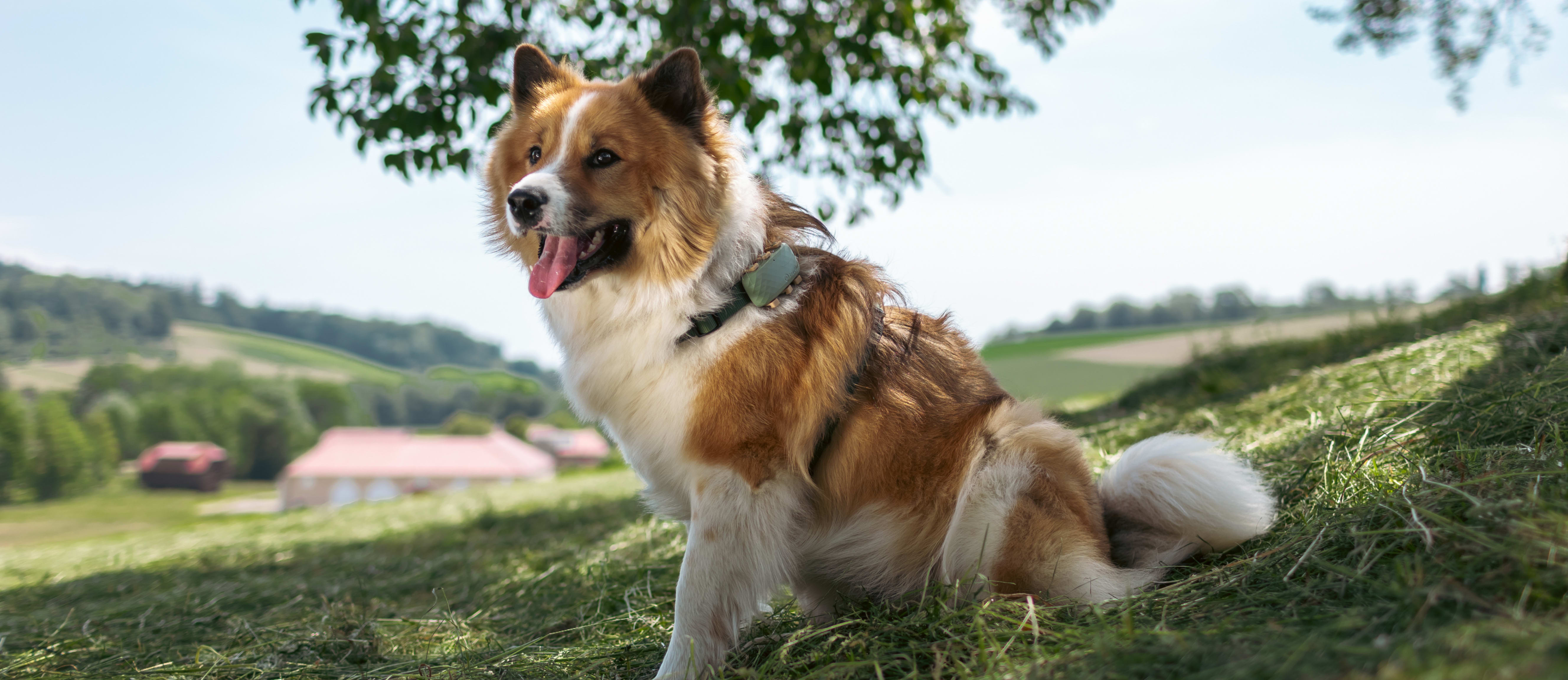 A Dog with the Tractive GPS Tracker