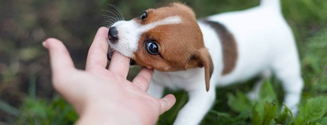 terrier puppy biting a hand