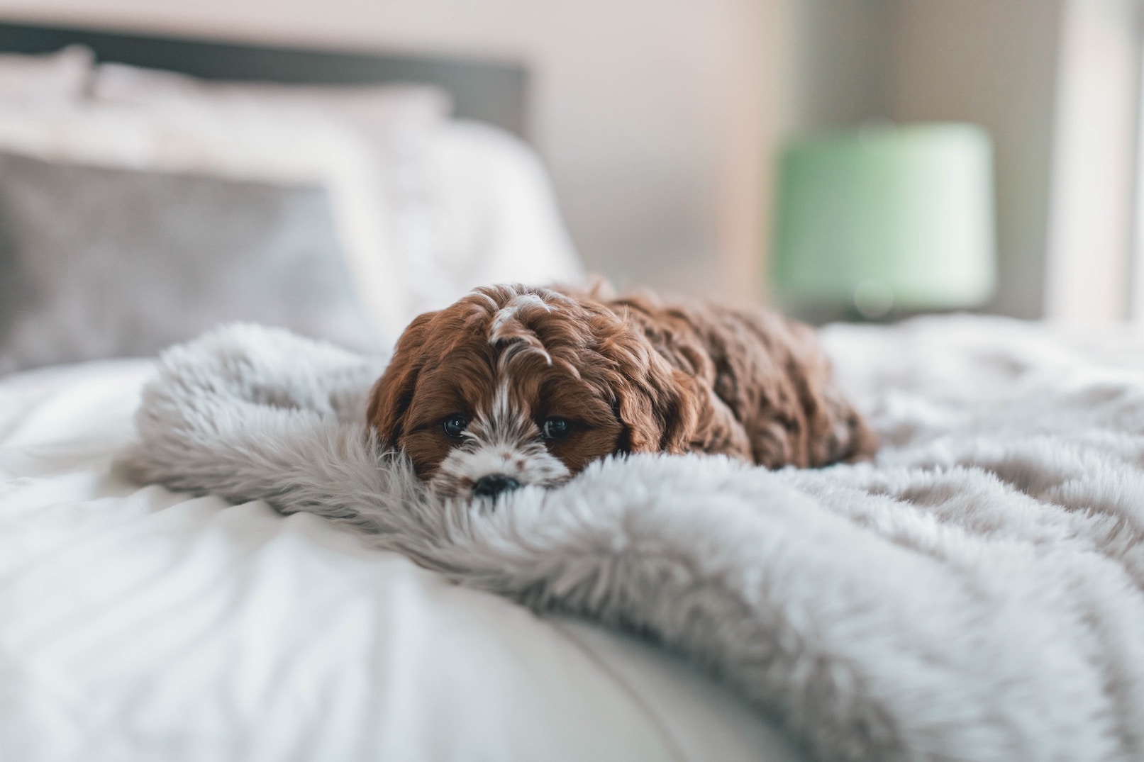 Little brown dog lying on blanket on the bed