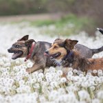 Dogs running in a dandelion meadow