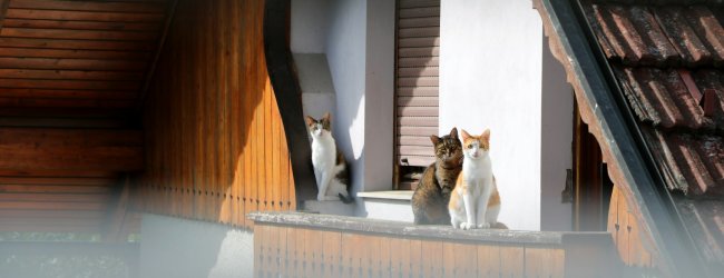 Three cats sitting on a balcony