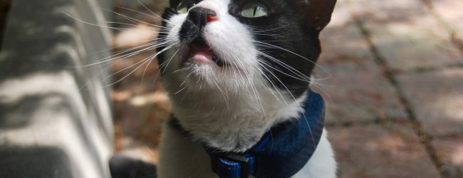 A cat wearing a Tractive GPS collar sitting outdoors