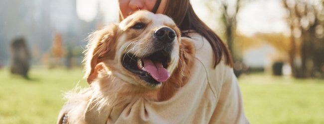 A woman hugging an older dog at a park