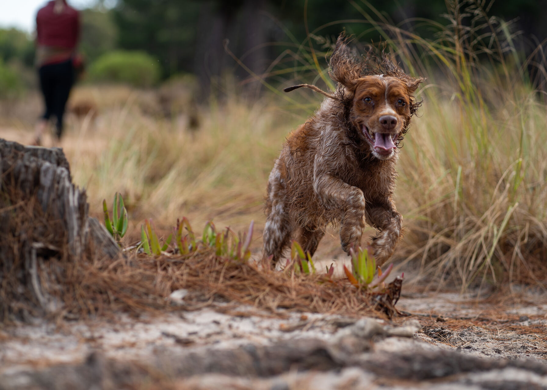 A hunting dog chasing down prey in the woods