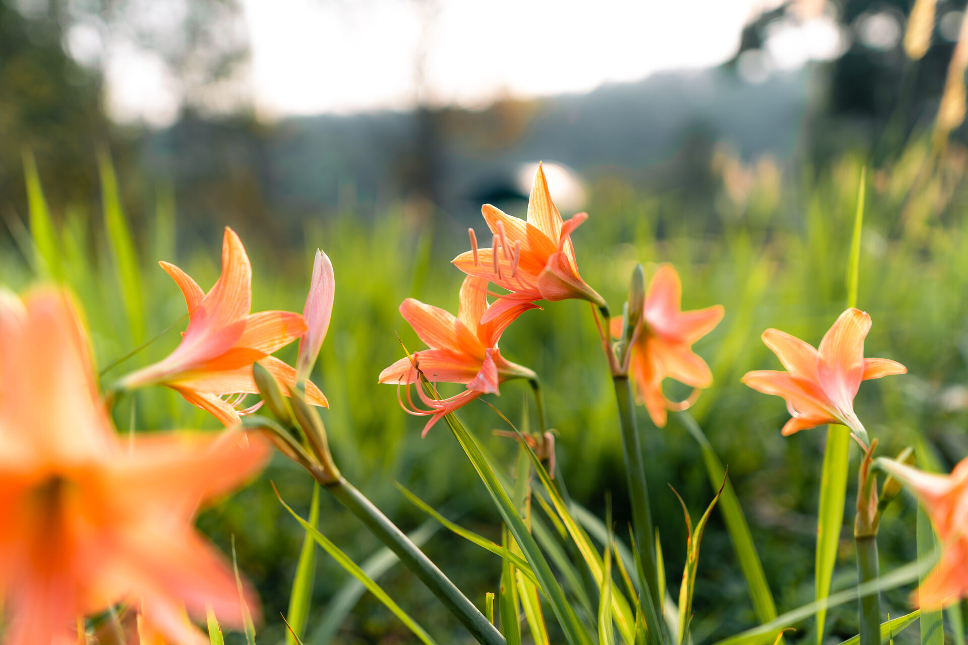 A bunch of orange lilies growing in a garden