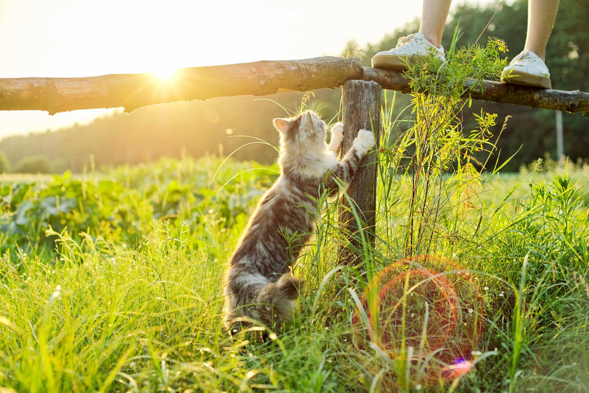 A cat marking territory by scratching a wooden fence