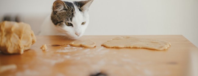 A cat sniffing raw cookie dough on a kitchen table