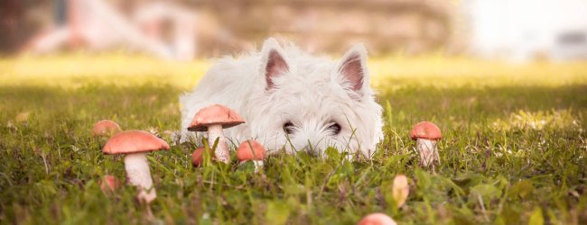 Kleiner, weißer Hund in Wiese mit Giftpilzen