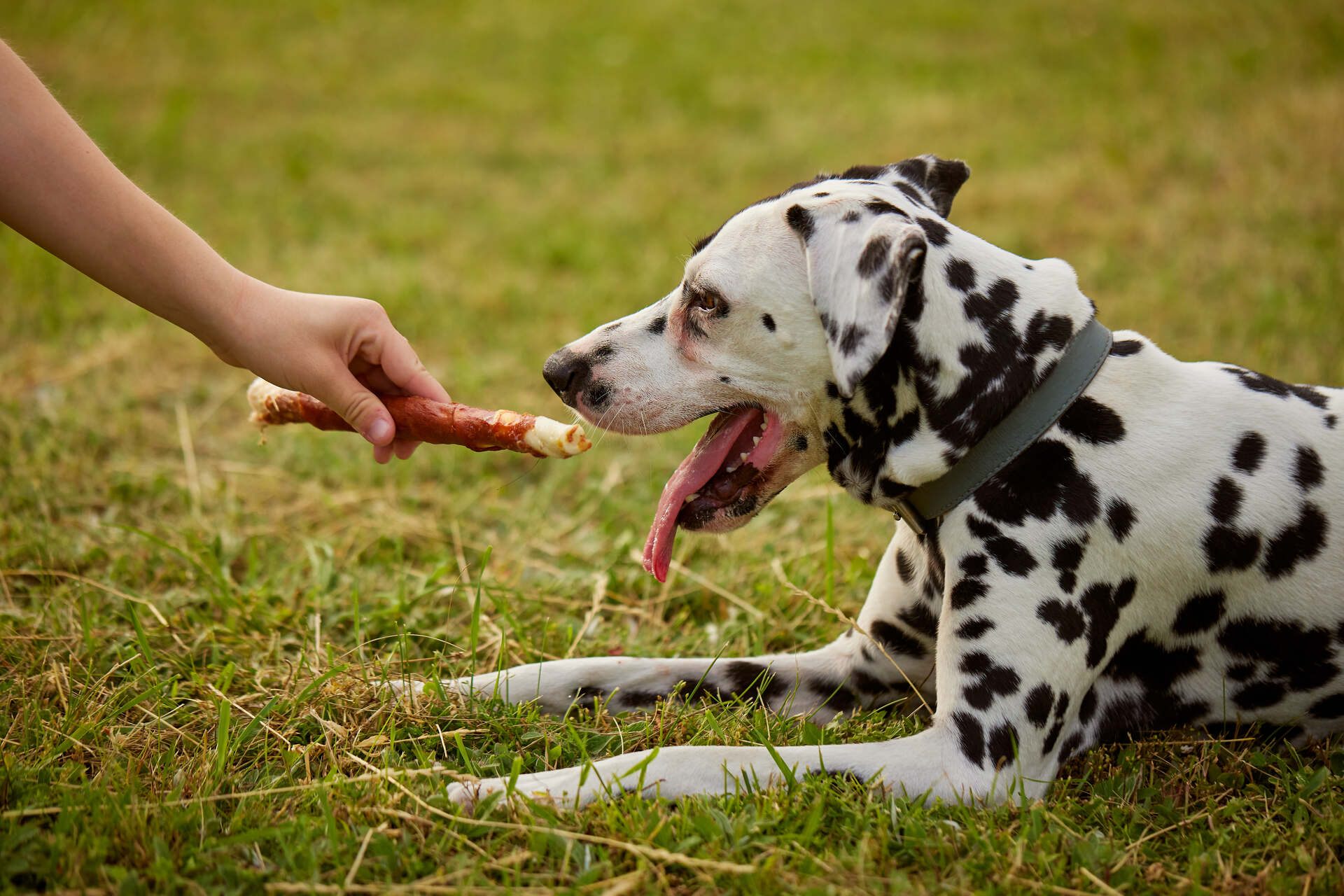 A dog gagging from eating too quickly