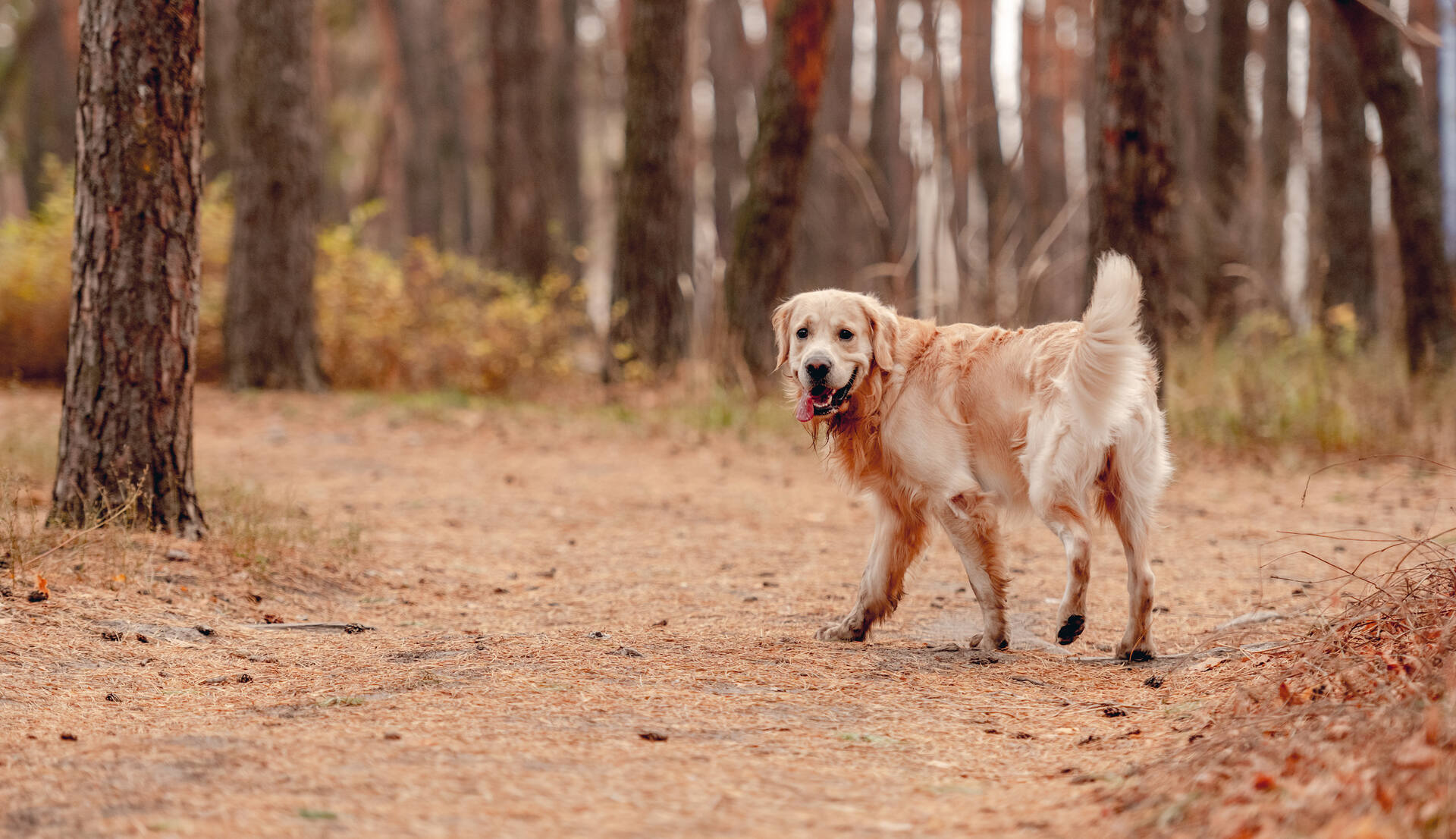 A Golden Retriever wandering through a forest