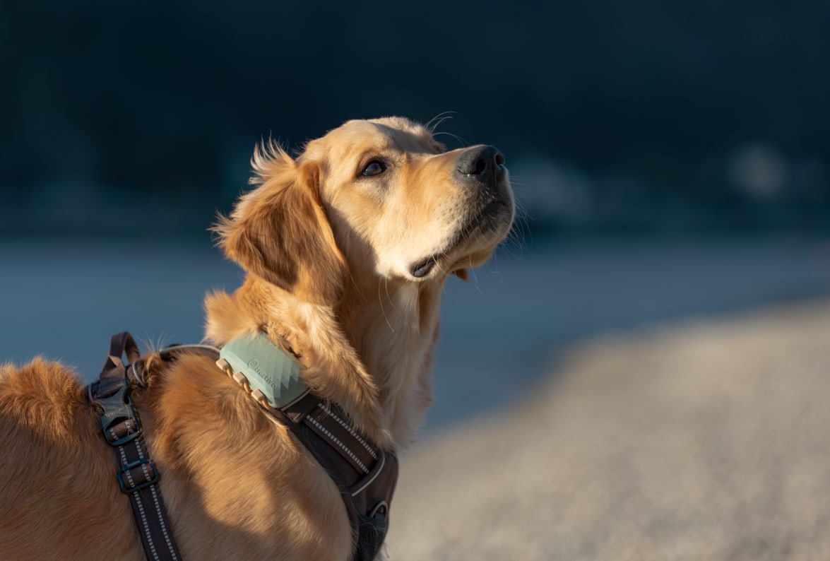 Small dog in the city wearing GPS Tracker