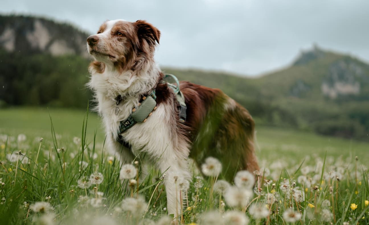 Dog in a field