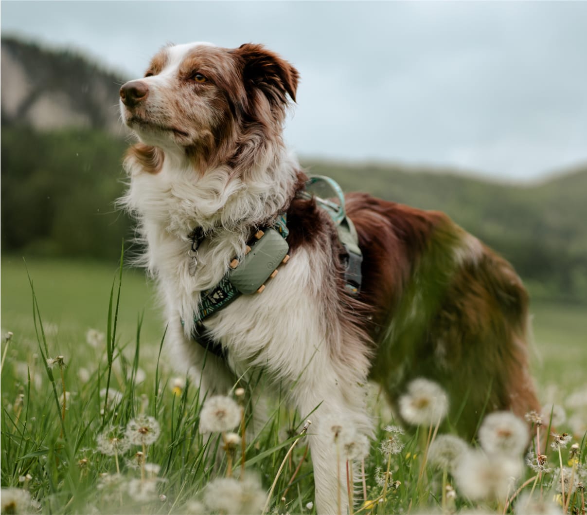 Dog in a field