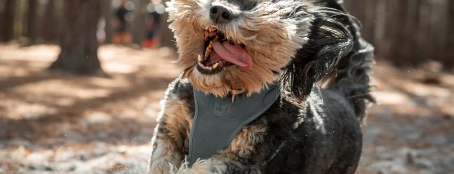 A small dog running through a forest