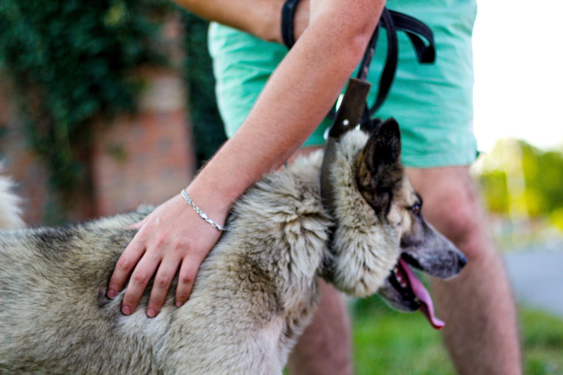 A woman training a deaf dog by touching its shoulder to attract its attention