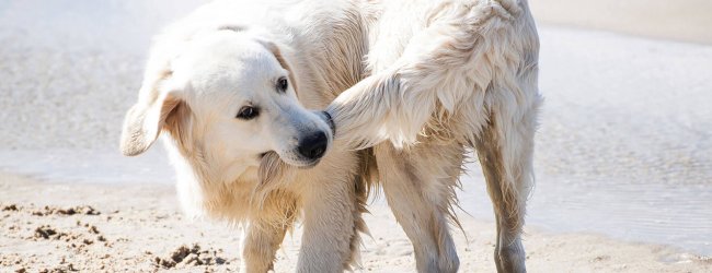 white dog biting tail on the beach