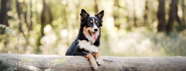 Hund som står vid en stam i skogen