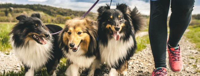 How to become a professional dog walker in 3 easy steps