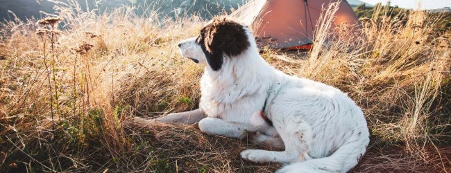 white dog sitting looking out over campsite outdoors with tent