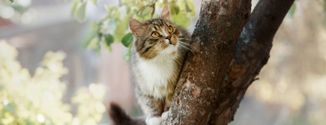 Bruin-witte kat in een boom