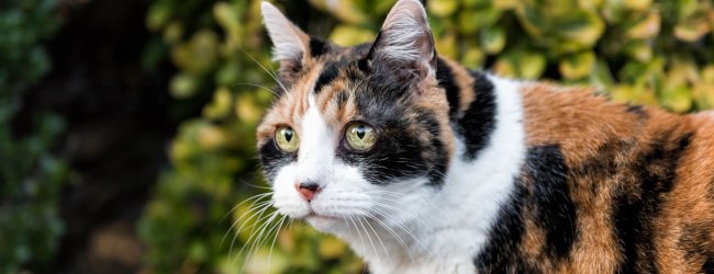 calico cat outside cat in heat