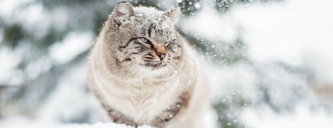 grey cat sitting outside in winter snow