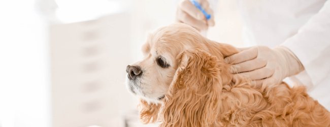 Brown dog at the vet getting chemical castration implant