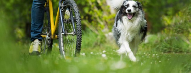 dog running alongside a person biking outside