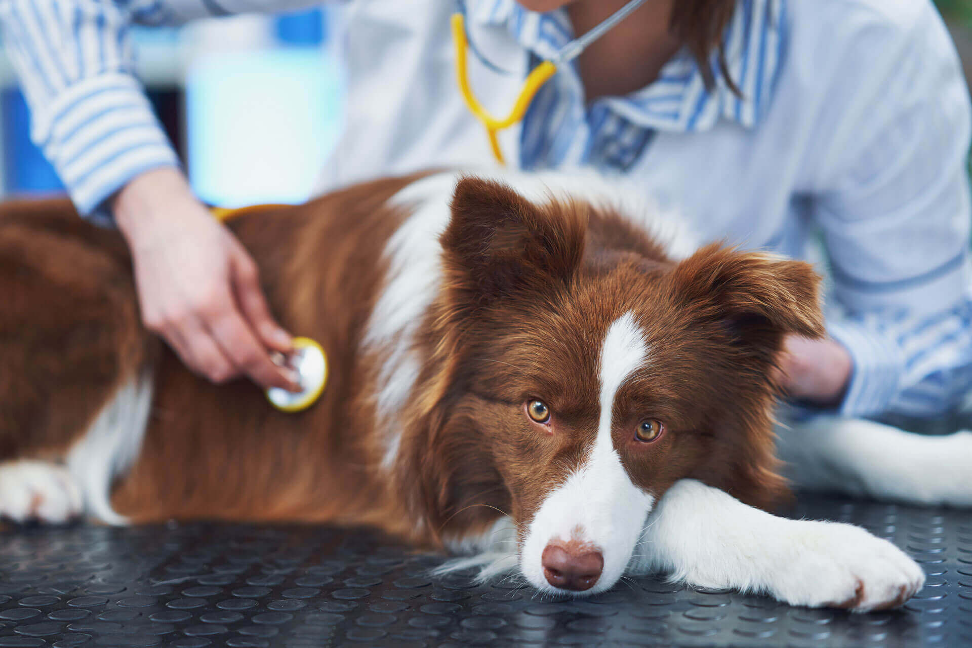 brown and white collie dog laying on a black table, veterinarian with stethoscope checking him