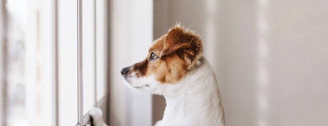 Vit gammal hund som tittar ut genom fönster