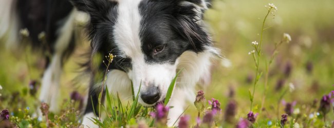 white and black border collie dog eating grass