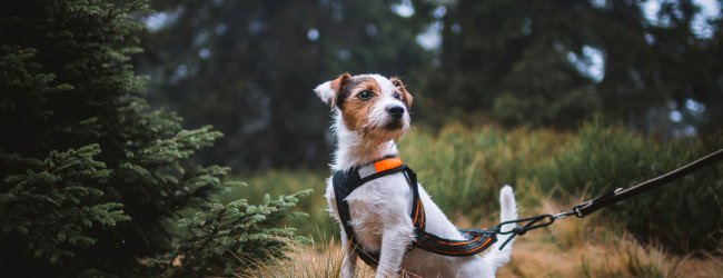 un cagnolino bianco e marrone in un bosco, con indosso una pettorina