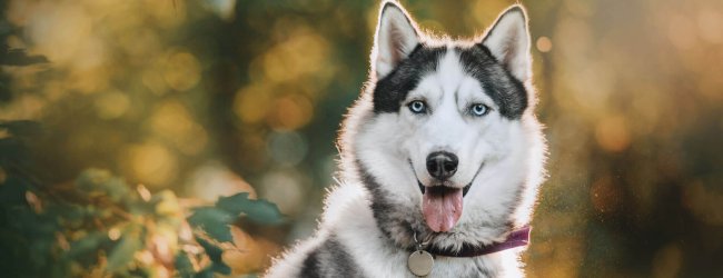 white and black dog outdoor facing camera wearing collar and dog id tag