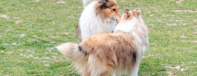 two brown and white dogs sniffing each other in the grass