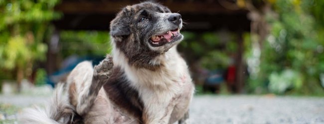 brown dog itching themselves with hind leg, sitting on ground outside on stones, wooden building in background