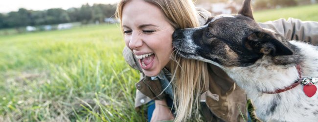 dog and woman lying in the grass dog licking woman