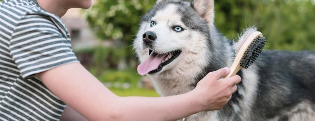 Boy with a brush in his hand next to a husky