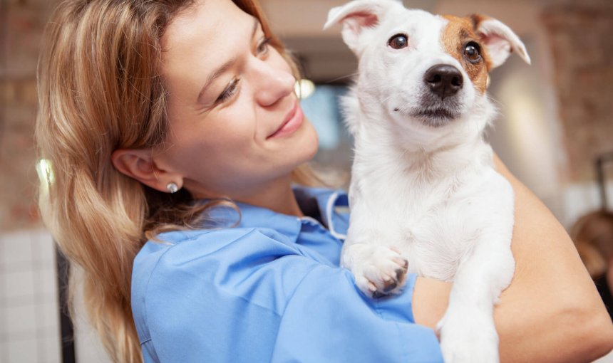 dyrlæge holder en hvid og brun hund