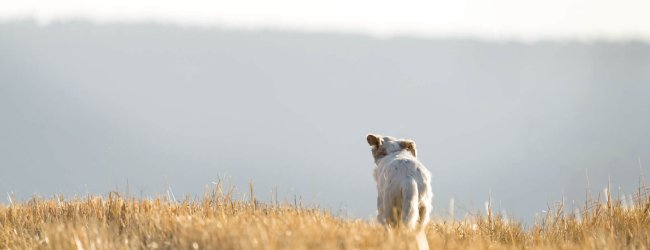 en hund som løper over en en eng med gult gress