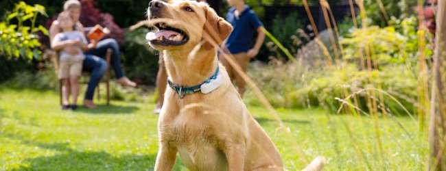 brown dog sitting outside in grass wearing gps dog tracker with people in background